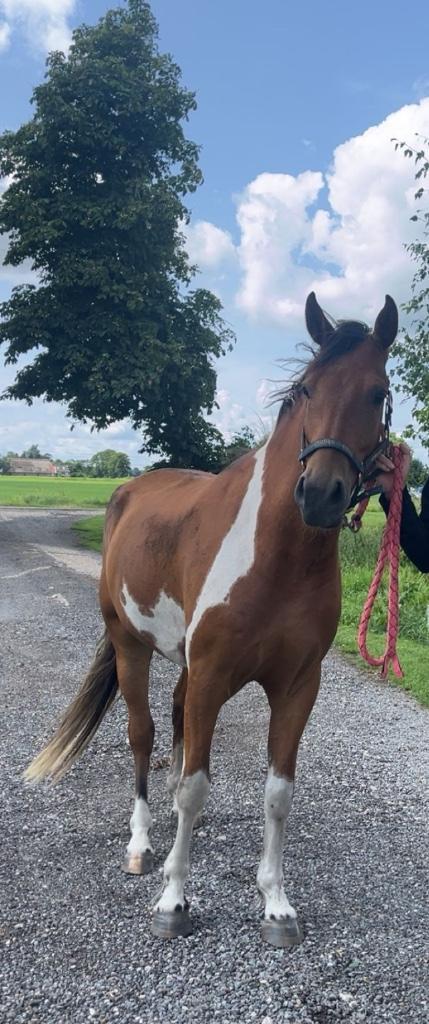 Knappe pony te koop, Dieren en Toebehoren, Pony's, Ruin, Onbeleerd, E pony (1.48m - 1.57m), Recreatiepony, 3 tot 6 jaar, Ontwormd