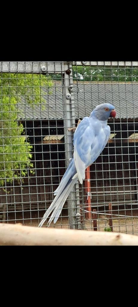 Dom bonte halsbanden overjarig, Dieren en Toebehoren, Vogels | Parkieten en Papegaaien, Parkiet, Meerdere dieren