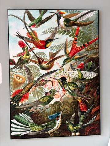 Akoestisch schilderij groot kolibrie hummingbirds in lijst beschikbaar voor biedingen