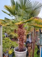 Palmboom Wagnerianus, Tuin en Terras, Planten | Bomen, Ophalen, Palmboom