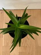 Vetplant, Ophalen, Vetplant, Minder dan 100 cm, Volle zon