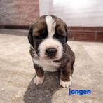 Mama berner sennen papa sint bernard IN BELGIË !!!, België, Particulier, 8 tot 15 weken, Meerdere