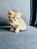 Britse korhaar kittens rasecht, vader stamboom, Meerdere dieren, Gechipt, 0 tot 2 jaar