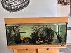 Aquarium + vissen en toebehoren, Dieren en Toebehoren, Vissen | Aquaria en Toebehoren, Ophalen of Verzenden, Gevuld zoetwateraquarium