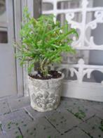 Plant in brocante pot....Poppenhuis 1:12... (Fotonr F37)*, Ophalen of Verzenden, Nieuw, Poppenhuis