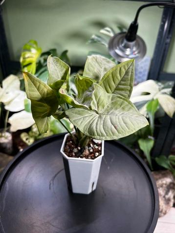 Syngonium Milk Confetti beschikbaar voor biedingen