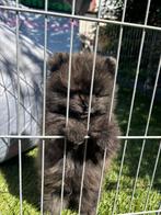 Raszuiver pomeriaan pup nog 1 teefje beschikbaar, 8 tot 15 weken, Teef, Eén hond, Nederland