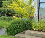 Gleditsia triacanthos 'Sunburst' meerstam🌳🍂, Ophalen, Overige soorten
