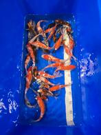 Japanse tosai mix, Dieren en Toebehoren, Vissen | Vijvervissen, Karper of Koi