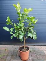 Citrus Lemon / Citrus Limon - Citroenboom H: 105 cm., Tuin en Terras, Planten | Fruitbomen, Ophalen, Volle zon, Citroenboom, 100 tot 250 cm