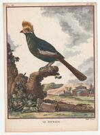 Le touraco / toerako oude ingekleurde gravure ca. 1780, Verzenden