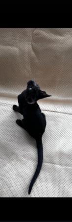 Nieuwe kittens geboren op 22 Mei, Oosters korthaar kittens, Dieren en Toebehoren, Katten en Kittens | Raskatten | Korthaar, Meerdere dieren