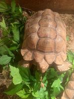 Sulcata en kolenbranders, Dieren en Toebehoren, Reptielen en Amfibieën | Toebehoren, Ophalen of Verzenden