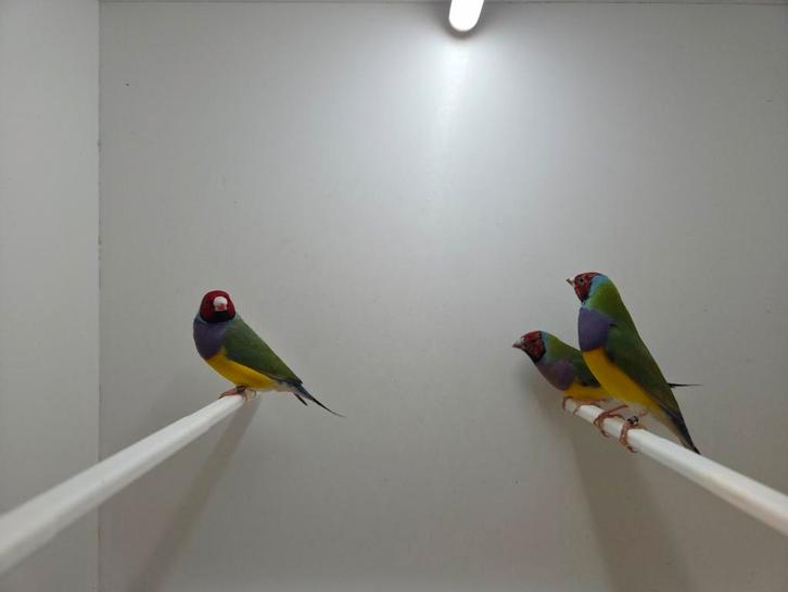 Koppels gouldamadines, Dieren en Toebehoren, Vogels | Overige Vogels, Tropenvogel, Meerdere dieren, Geringd