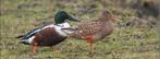 Europese Slobeenden, Dieren en Toebehoren, Pluimvee, Meerdere dieren, Eend