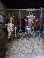 2 drachtige koeien te koop., Vrouwelijk