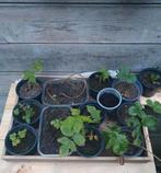 Aardbeien stekjes - klaar om te planten!, Volle zon, Vaste plant, Ophalen of Verzenden, Fruitplanten