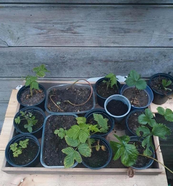 Aardbeien stekjes - klaar om te planten!, Tuin en Terras, Planten | Tuinplanten, Vaste plant, Fruitplanten, Volle zon, Lente, Ophalen of Verzenden