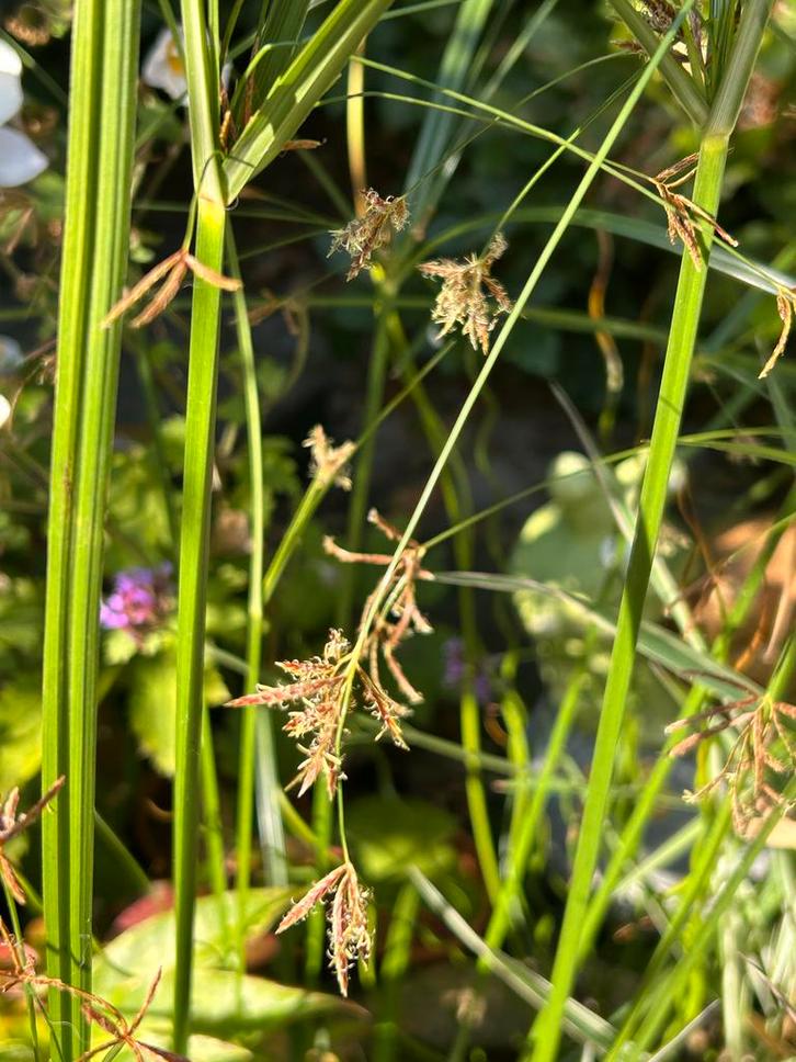 Gratis of ruilen stek van rood Cypergras, Tuin en Terras, Planten | Tuinplanten, Vaste plant, Vijverplanten, Volle zon, Herfst