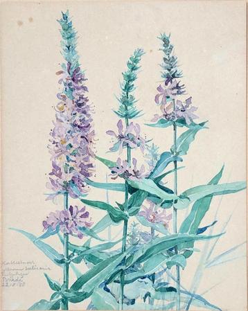 Mooie en betaalbare kunst v/h Grafiekkabinet beschikbaar voor biedingen