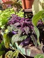 Fluweelplant (Gynura), Overige soorten, In pot, Minder dan 100 cm, Groene kamerplant