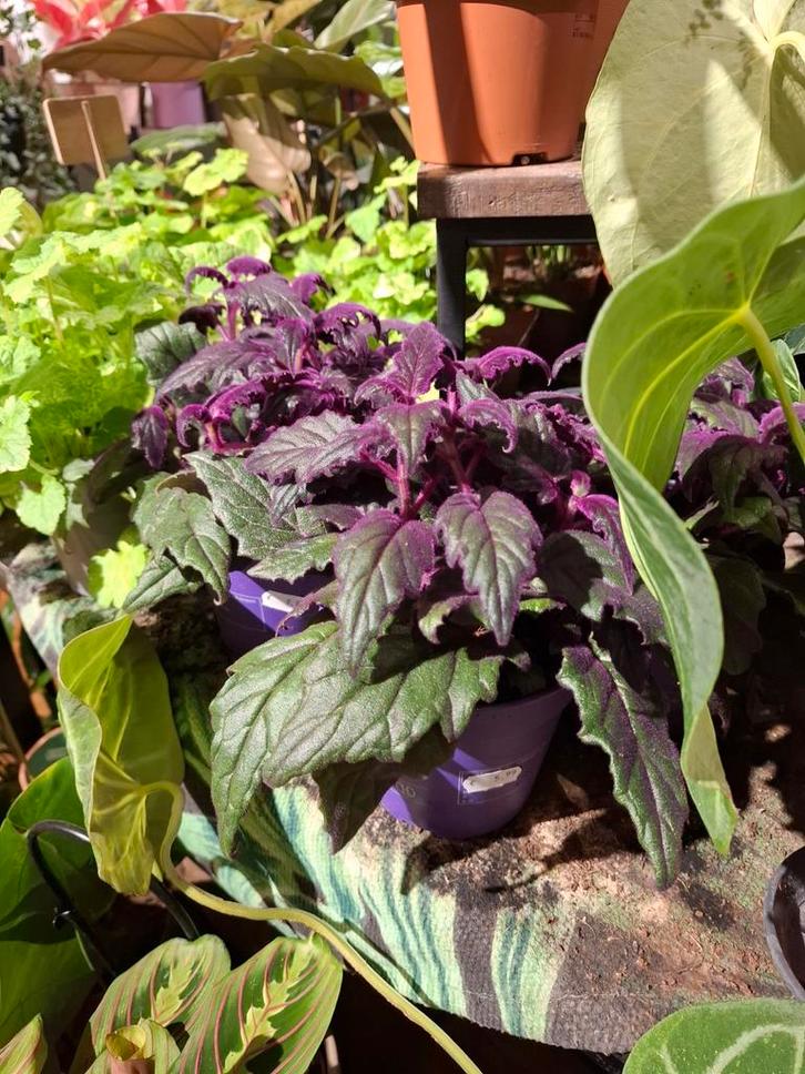 Fluweelplant (Gynura), Huis en Inrichting, Kamerplanten, Overige soorten, Minder dan 100 cm, Groene kamerplant, Halfschaduw, In pot