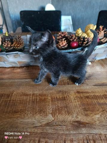 4 kitten zijn nog beschikbaar langhaar beschikbaar voor biedingen