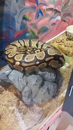 Ball python  phantom or, Dieren en Toebehoren, Slang, Tam, 3 tot 6 jaar