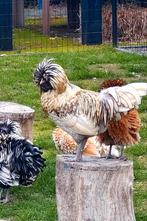 Kuifhoen Padua hanen, Dieren en Toebehoren, Pluimvee, Mannelijk, Kip