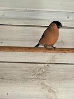 Noordse Goudvink, Dieren en Toebehoren, Mannelijk, Wildzangvogel, Geringd