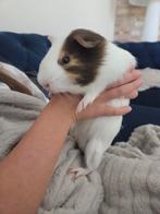 Cavia beertje, Dieren en Toebehoren, Cavia, Mannelijk, Mei, Tam