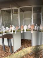 Diverse mooie lachduifjes, Dieren en Toebehoren, Meerdere dieren, Overige soorten