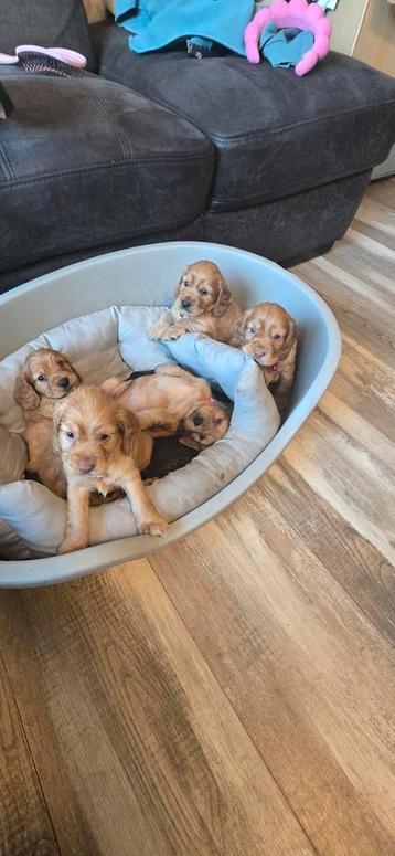 Wij hebben hele mooie Cocker spaniel pups ze zijn heel lief! beschikbaar voor biedingen