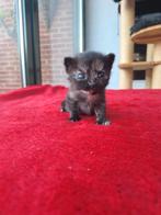 Kittens beschikbaar te Dessel., Dieren en Toebehoren