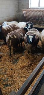 Lamswol bonte vachten, Dieren en Toebehoren, Meerdere dieren, Schaap