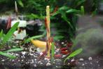 Te koop neocardina garnalen rood, Dieren en Toebehoren, Vissen | Aquariumvissen, Kreeft, Krab of Garnaal, Zoetwatervis, Schoolvis