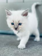 Ragdoll kittens met stamboom, Dieren en Toebehoren, Meerdere dieren