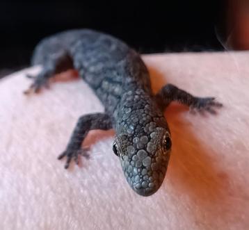 Eurydactylodes Vieillardi gecko of kameleongekko beschikbaar voor biedingen