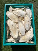 Gedroogde & schone sepia / zeekat / zeeschuim, Ophalen of Verzenden, Zo goed als nieuw, Eten en Drinken