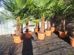 Zeer mooie grote palmbomen te koop !!, Tuin en Terras, Planten | Tuinplanten, Ophalen of Verzenden