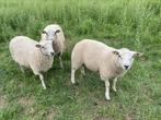 Dek rammen Noordholanders, Mannelijk, Schaap