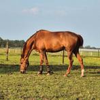 Verzorgpaard leasepaard verzorgpony leasepony paard pony, Dieren en Toebehoren, Paarden en Pony's | Overige Paardenspullen, Ophalen of Verzenden