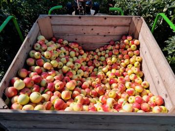 Cider appels  beschikbaar voor biedingen