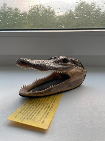 Hoofd van echte amerikaanse alligator geïmporteerd uit de VS beschikbaar voor biedingen