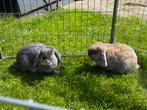 Nieuwe thuis gezocht voor onze 2 konijnen!, Meerdere dieren, Dwerg, 3 tot 5 jaar, Hangoor