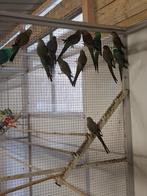 Roodrugparkieten, Dieren en Toebehoren, Vogels | Parkieten en Papegaaien, Meerdere dieren, Parkiet