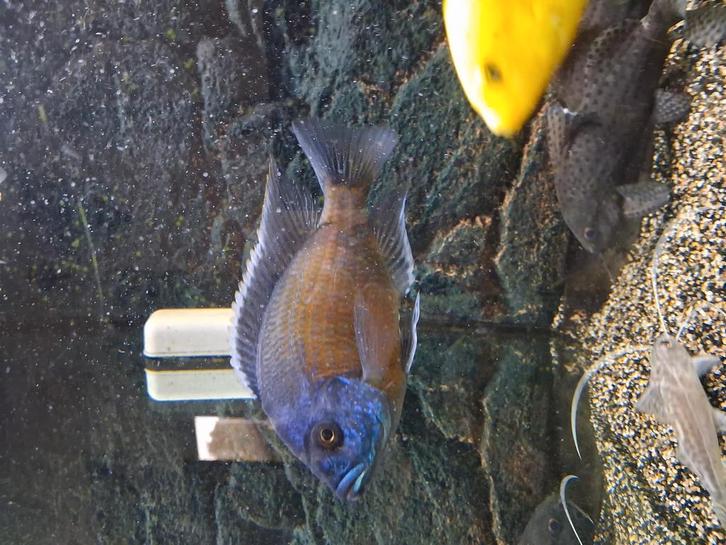 Te koop, Dieren en Toebehoren, Vissen | Aquariumvissen, Zoetwatervis, Vis, Schoolvis