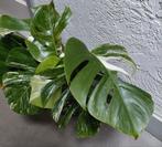 Monstera Deliciosa Variegata stekken, Huis en Inrichting, Kamerplanten, Ophalen of Verzenden, Halfschaduw, Minder dan 100 cm