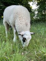 Schoonebeeker ram te koop, Mannelijk, Schaap