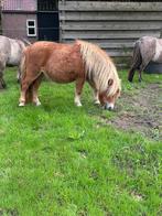 Shetlander/shetlandpony/kinderpony, Merrie